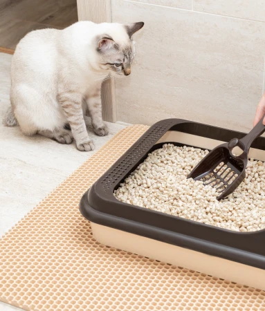 Cat Litter